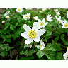 Photo Wood Anemone 3 Flower title=