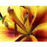 Photo Yellow And Red Flower Closeup Flower title=