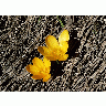 Photo Yellow Crocus Flower title=