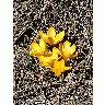 Photo Yellow Crocus 2 Flower