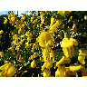Photo Yellow Garden Flowers Flower