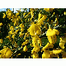 Photo Yellow Garden Flowers Flower title=