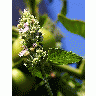 Photo Catnip Blossoms Flower