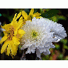 Photo Chrysanthemum Flower