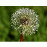 Photo Dandelion Flower