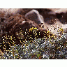 Photo Desert Flowers Flower title=
