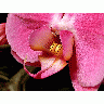 Photo Flower 13 Flower title=