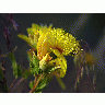 Photo Flower 17 Flower title=