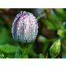 Photo Flower Dew Flower title=