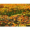 Photo Flowers 14 Flower title=