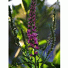 Photo Flowers 4 Flower title=