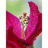 Photo Hibiscus Flower