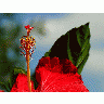 Photo Hibiscus 2 Flower title=