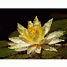 Photo Lotus Blossom Flower