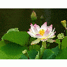 Photo Lotus Flower 2 Flower
