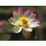 Photo Lotus Flower 3 Flower