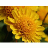 Photo Mum 3 Flower title=