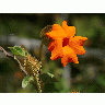 Photo Orange Flower Flower