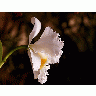 Photo Orchid Petals Flower