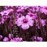 Photo Pink Flowers Flower