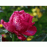 Photo Pink Rose Drops 2 Flower title=