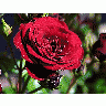 Photo Rose Flower