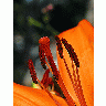 Photo Stamen And Pistil Flower