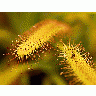 Photo Sticky Flower title=