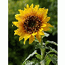 Photo Sun Flower 3 Flower