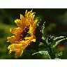 Photo Sunflower Flower