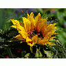 Photo Sunflower 2 Flower title=