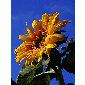 Photo Sunflower 4 Flower title=