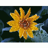 Photo Sunflower Frost Flower