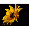 Photo Sunflowers 2 Flower
