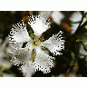 Photo White Flower Flower
