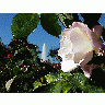 Photo White Rose Flower