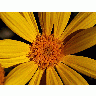 Photo Yellow Daisy Flower
