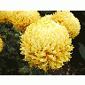 Photo Yellow Flower 3 Flower