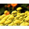 Photo Yellow Flowers Flower title=