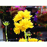 Photo Yellow Flowers 5 Flower