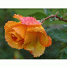 Photo Yellow Rose 3 Flower
