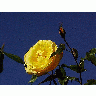 Photo Yellow Rose 4 Flower