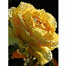 Photo Yellow Rose Drops Flower