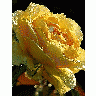 Photo Yellow Rose Drops Flower title=