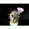 Photo Cactus 37 Flower