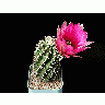 Photo Cactus 42 Flower