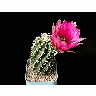 Photo Cactus 42 Flower title=