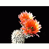 Photo Cactus 53 Flower