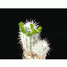 Photo Cactus 56 Flower