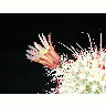 Photo Cactus 61 Flower title=